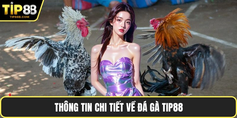 Thông tin chi tiết về đá gà TIP88