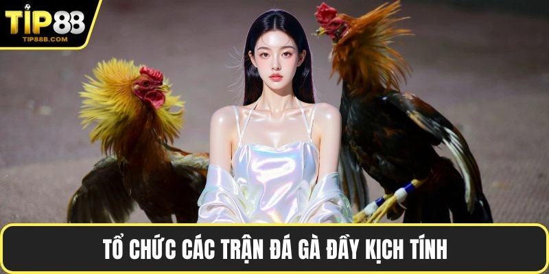 Tổ chức các trận đá gà đầy kịch tính