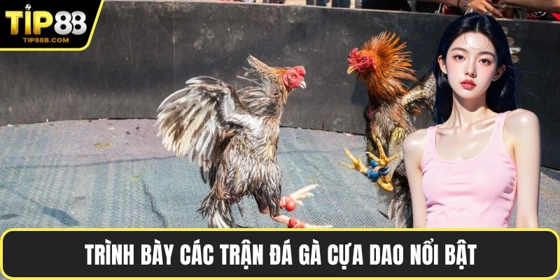 Trình bày các trận đá gà cựa dao nổi bật